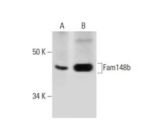 Fam148b Antibody (E-9) - Western Blotting - Image 288964 