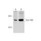 Fam148b Antibody (E-9) - Western Blotting - Image 288964 