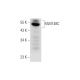 FAM148C Antibody (F-10) - Western Blotting - Image 344110