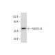 FAM151A Antibody (G-10) - Western Blotting - Image 320248
