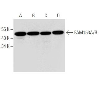 FAM153A/B Antibody (F-6) - Western Blotting - Image 325082