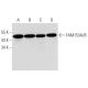 FAM153A/B Antibody (F-6) - Western Blotting - Image 325082