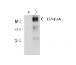 FAM154A Antibody (C-6) - Western Blotting - Image 318600