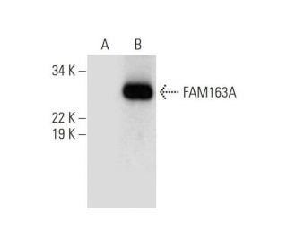 FAM163A Antibody (B-8) - Western Blotting - Image 290976 