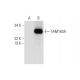 FAM163A Antibody (B-8) - Western Blotting - Image 290976 