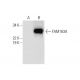 FAM163A Antibody (B-8) - Western Blotting - Image 290977