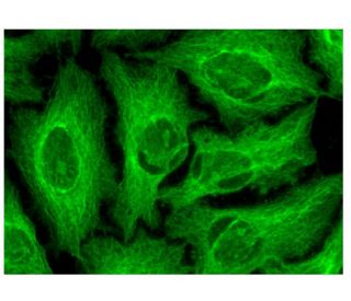 FAM163A Antibody (E-7) - Immunofluorescence - Image 302183 