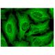 FAM163A Antibody (E-7) - Immunofluorescence - Image 302183 