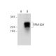FAM163A Antibody (E-7) - Western Blotting - Image 301502