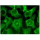 FAM163A Antibody (G-12) - Immunofluorescence - Image 299647 