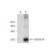 FAM163A Antibody (G-12) - Western Blotting - Image 298609