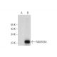 FAM163A Antibody (G-12) - Western Blotting - Image 298610 