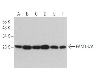 FAM167A Antibody (G-3) - Western Blotting - Image 368370 