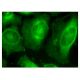 FAM184A Antibody (G-10) - Immunofluorescence - Image 282745 
