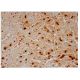 FAM184A Antibody (G-10) - Immunohistochemistry - Image 290477 