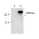 FAM184A Antibody (G-10) - Western Blotting - Image 281783