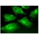 FAM184A Antibody (G-7) - Immunofluorescence - Image 282759 