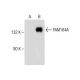 FAM184A Antibody (G-7) - Western Blotting - Image 281370