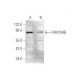 FAM194B Antibody (F-3) - Western Blotting - Image 349060