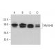 FAM194B Antibody (F-3) - Western Blotting - Image 377456 