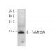 FAM195A Antibody (D-5) - Western Blotting - Image 376657