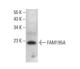 FAM195A Antibody (D-5) - Western Blotting - Image 376657 