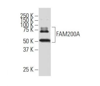 FAM200A Antibody (Z-9) - Western Blotting - Image 33515 