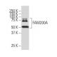 FAM200A Antibody (Z-9) - Western Blotting - Image 33515 