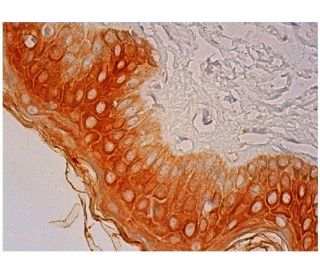 FAM213A Antibody (B-11) - Immunohistochemistry - Image 304836 