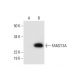 FAM213A Antibody (B-11) - Western Blotting - Image 291903