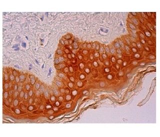 FAM213A Antibody (H-7) - Immunohistochemistry - Image 302391 