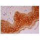 FAM213A Antibody (H-7) - Immunohistochemistry - Image 302391 