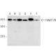 FAM217B Antibody (E-11) - Western Blotting - Image 301486