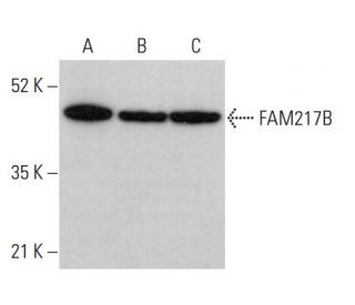FAM217B Antibody (E-11) - Western Blotting - Image 375545 