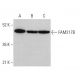 FAM217B Antibody (E-11) - Western Blotting - Image 375545 
