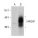 FAM26F Antibody (G-12) - Western Blotting - Image 364832 