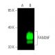 FAM26F Antibody (G-12) - Western Blotting - Image 389443