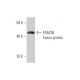 FAM3B Antibody (1E7) - Western Blotting - Image 349587