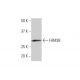 FAM3B Antibody (1E7) - Western Blotting - Image 352195 