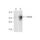 FAM3B Antibody (1E7) - Western Blotting - Image 352196 