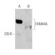 FAM44A Antibody (E-10) - Western Blotting - Image 363286