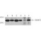FAM47E Antibody (H-11) - Western Blotting - Image 346478 