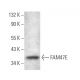 FAM47E Antibody (H-11) - Western Blotting - Image 371853