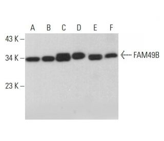FAM49B Antibody (D-8) - Western Blotting - Image 378032 