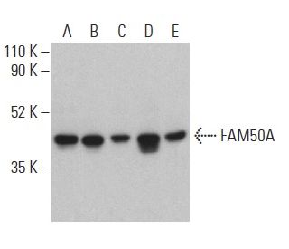 FAM50A Antibody (D-5) - Western Blotting - Image 401030 