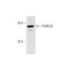 FAM53C Antibody (F-4) - Western Blotting - Image 316289