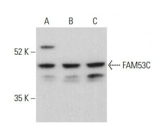 FAM53C Antibody (F-4) - Western Blotting - Image 375610 