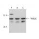 FAM53C Antibody (F-4) - Western Blotting - Image 375610 