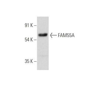 FAM55A Antibody (H-2) - Western Blotting - Image 319590 