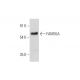 FAM55A Antibody (H-2) - Western Blotting - Image 319590 